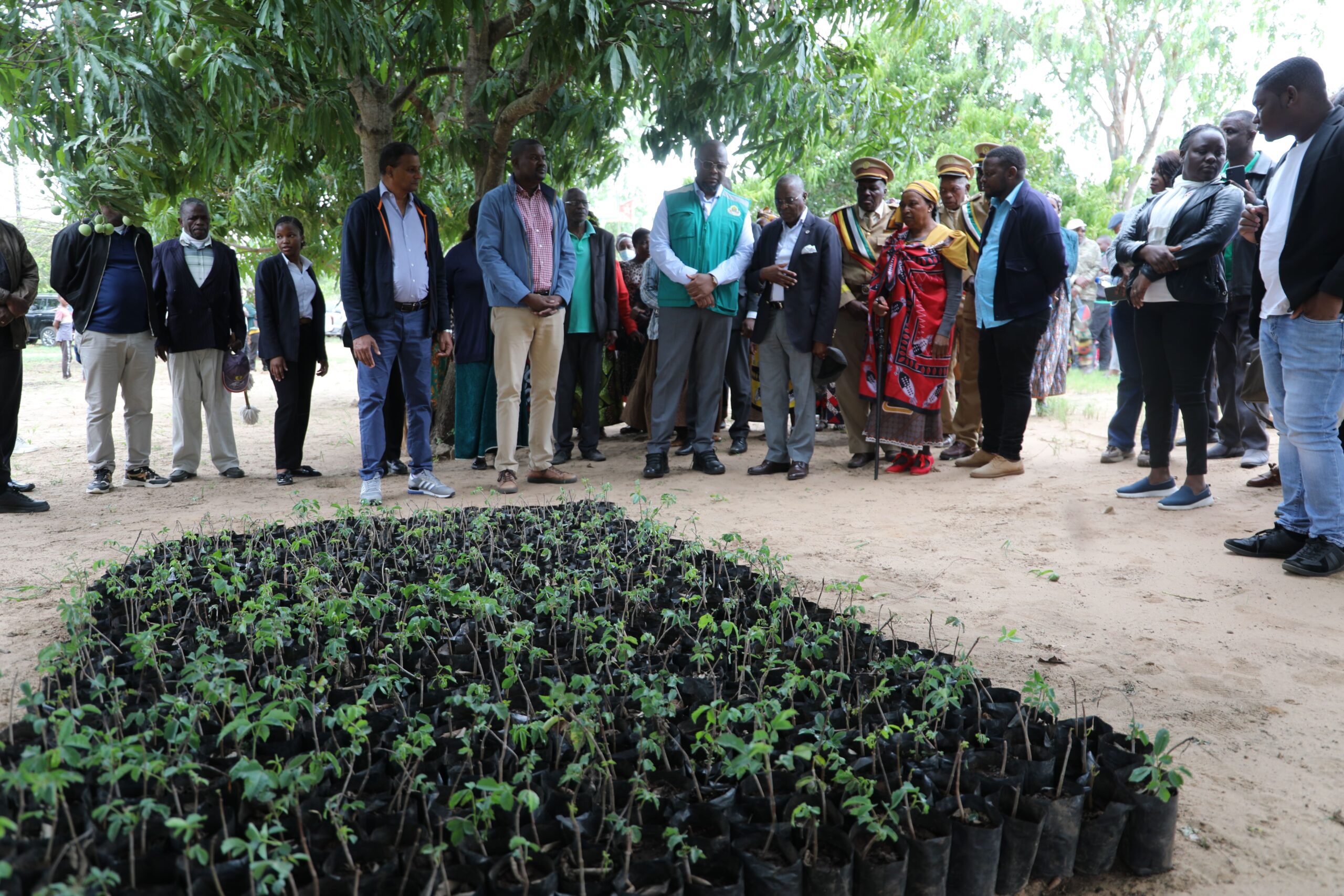 Manhique Lança Campanha De Plantio De Canhueiro Em Katembe